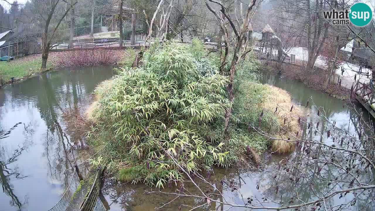 Yellow-cheeked gibbon Zoo Ljubljana livecam