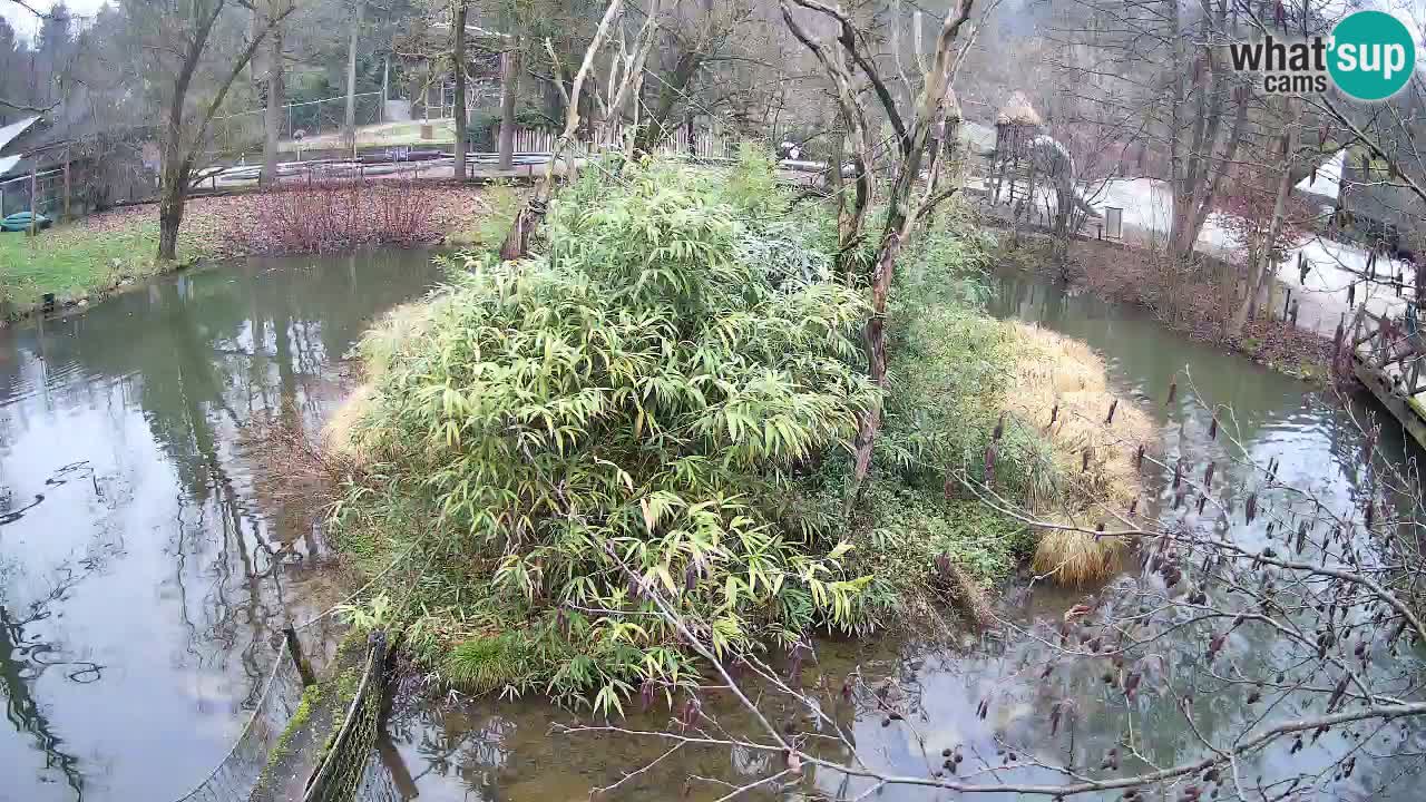 Gibón de mejillas beige Zoo Ljubljana