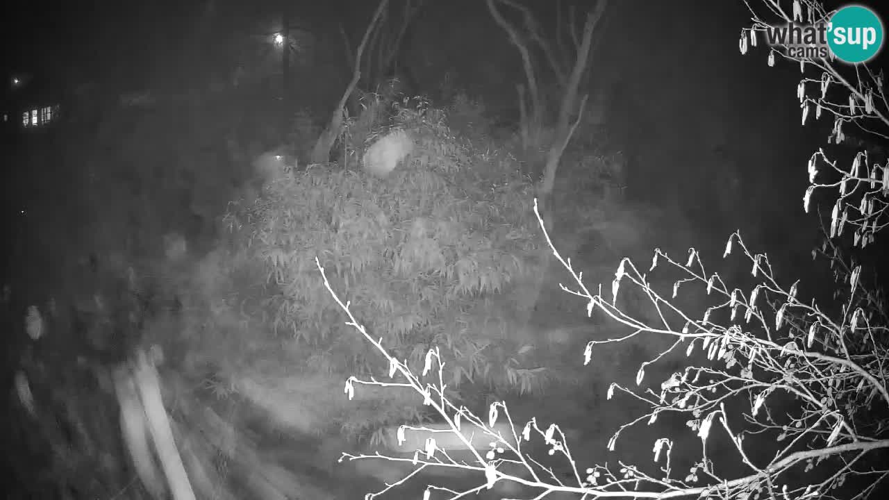 Yellow-cheeked gibbon Zoo Ljubljana livecam