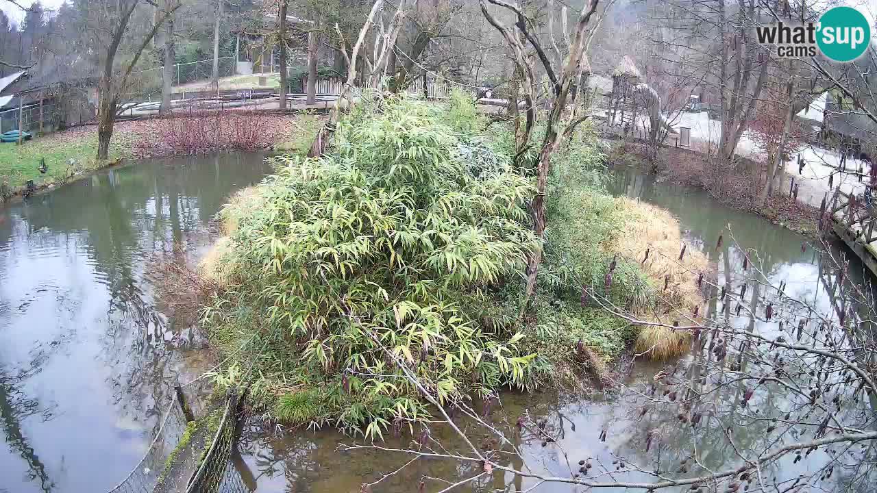 Gibón de mejillas beige Zoo Ljubljana