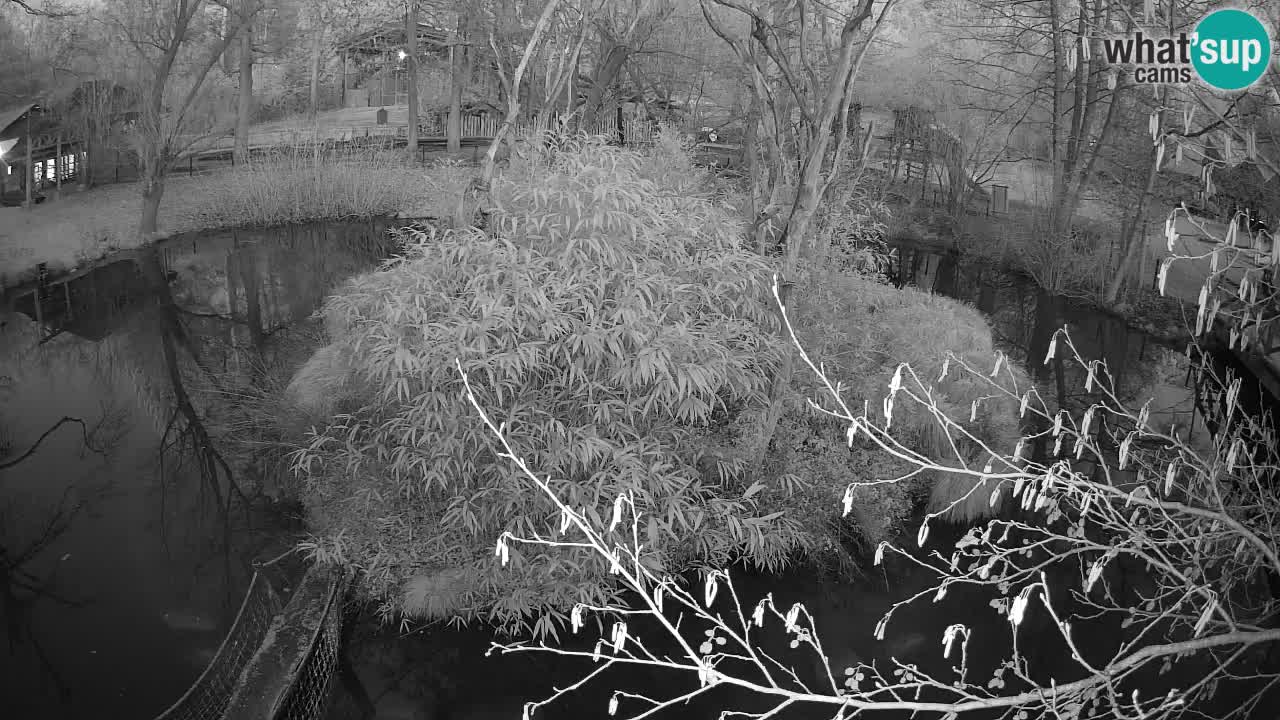 Gibon – Nomascus gabriellae – Zoo Ljubljana web kamera