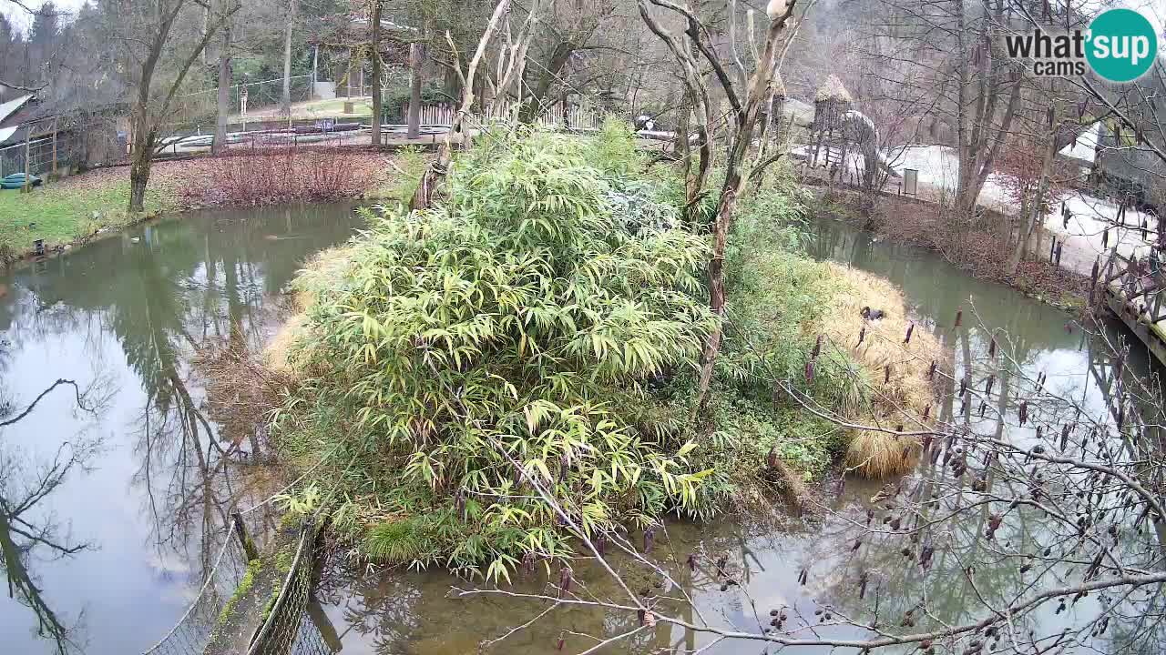 Gibbon à joues jaunes Zoo Ljubljana live cam