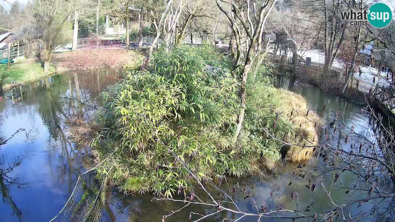 Gibbone dalle guance rosa nello ZOO di Ljubljana