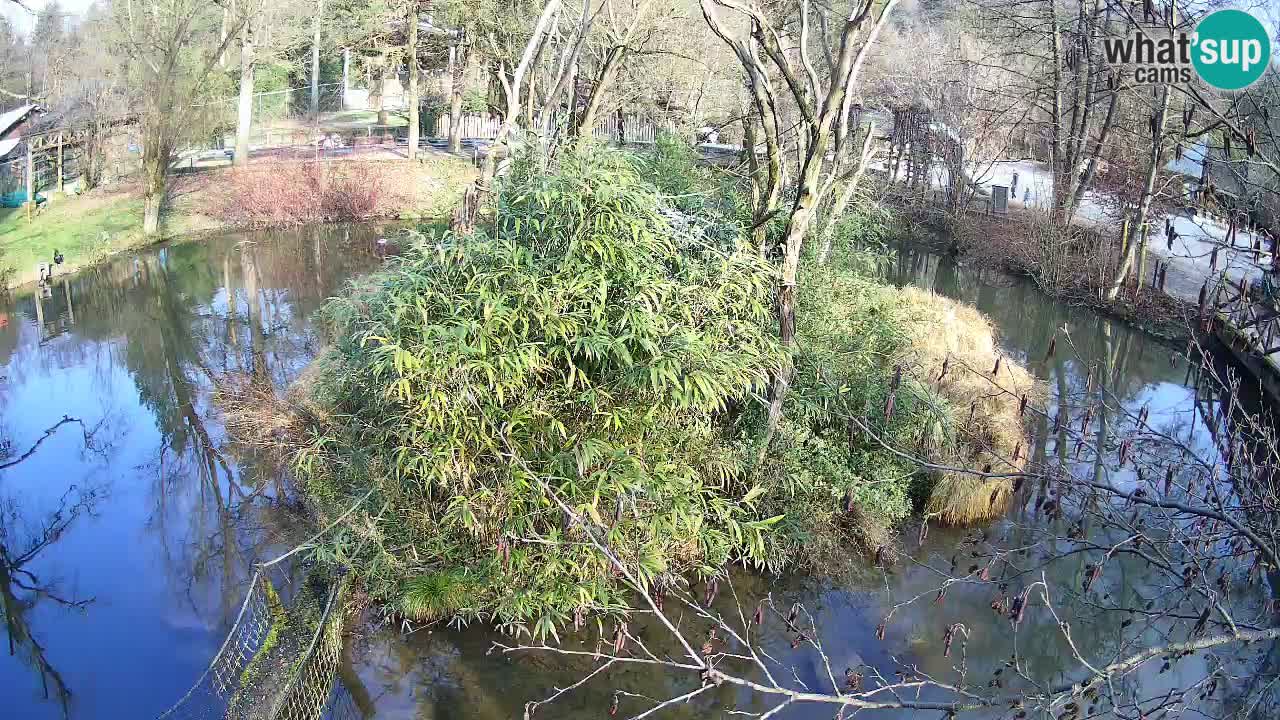 Zlatolični gibon živalski vrt Ljubljana