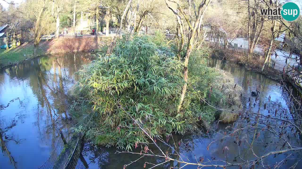 Gibon – Nomascus gabriellae – Zoo Ljubljana web kamera