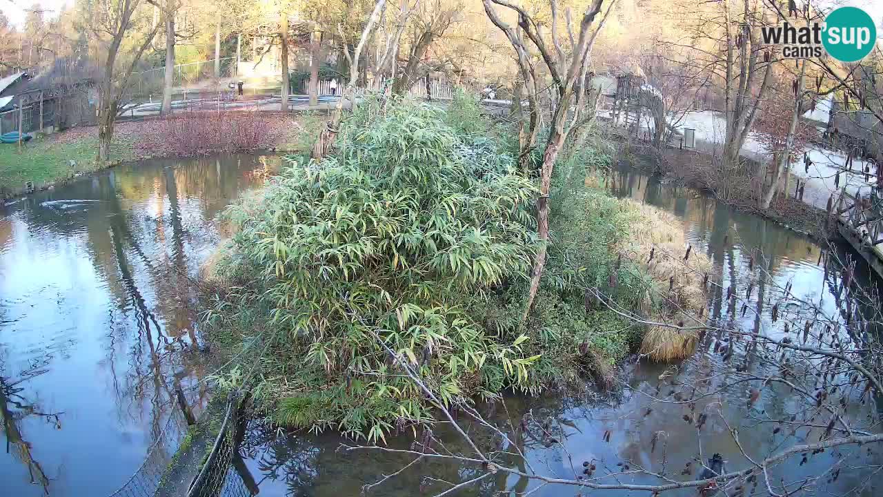 Gibbon à joues jaunes Zoo Ljubljana live cam