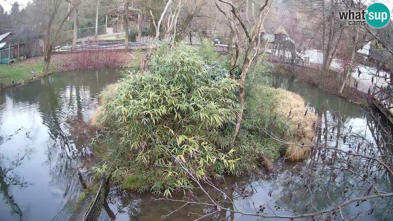 Zlatolični gibon živalski vrt Ljubljana