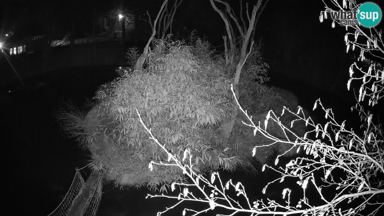 Gibbon à joues jaunes Zoo Ljubljana live cam