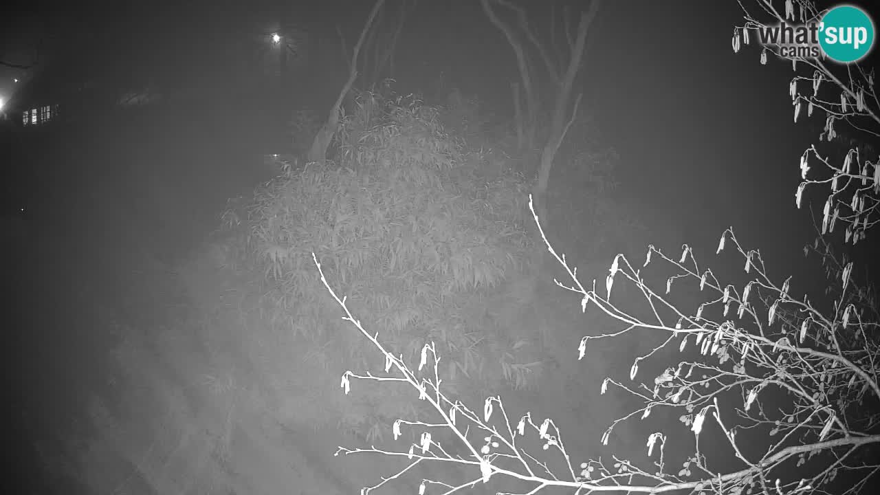 Gibón de mejillas beige Zoo Ljubljana