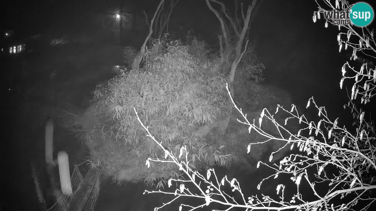 Zlatolični gibon živalski vrt Ljubljana