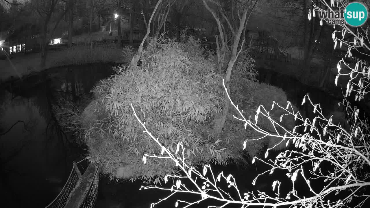 Südlicher Gelbwangen-Schopfgibbon Zoo Ljubljana webcam