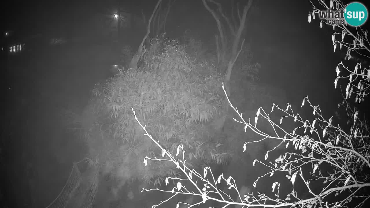 Gibbone dalle guance rosa nello ZOO di Ljubljana