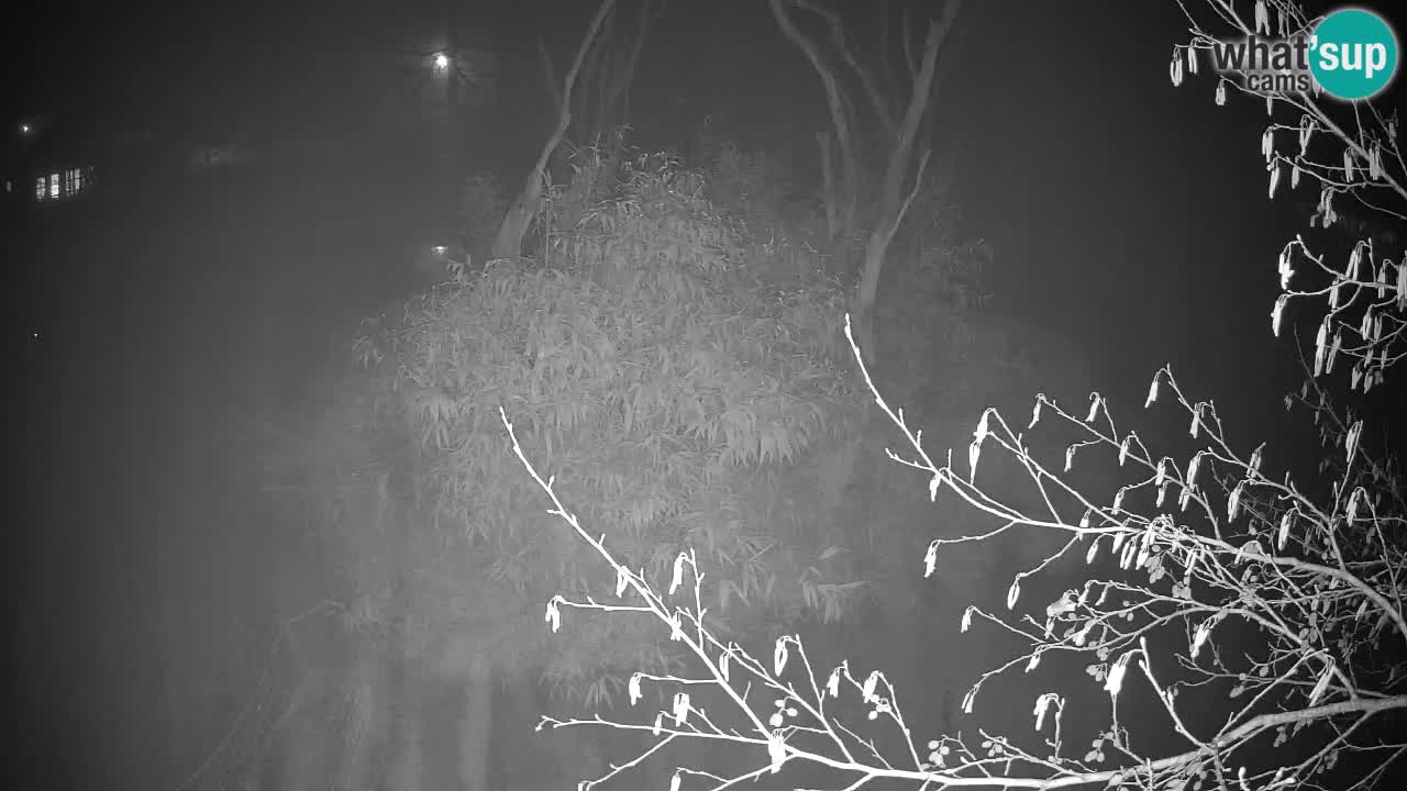 Yellow-cheeked gibbon Zoo Ljubljana livecam