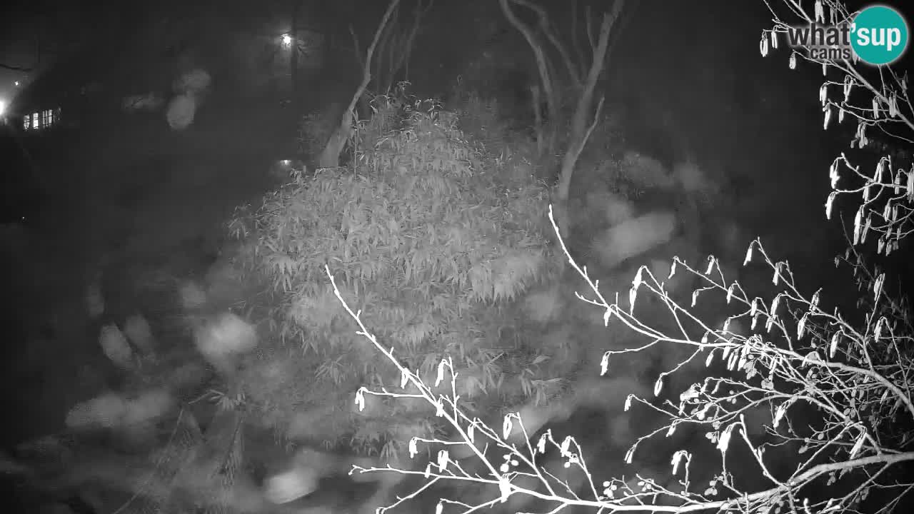 Gibbon à joues jaunes Zoo Ljubljana live cam