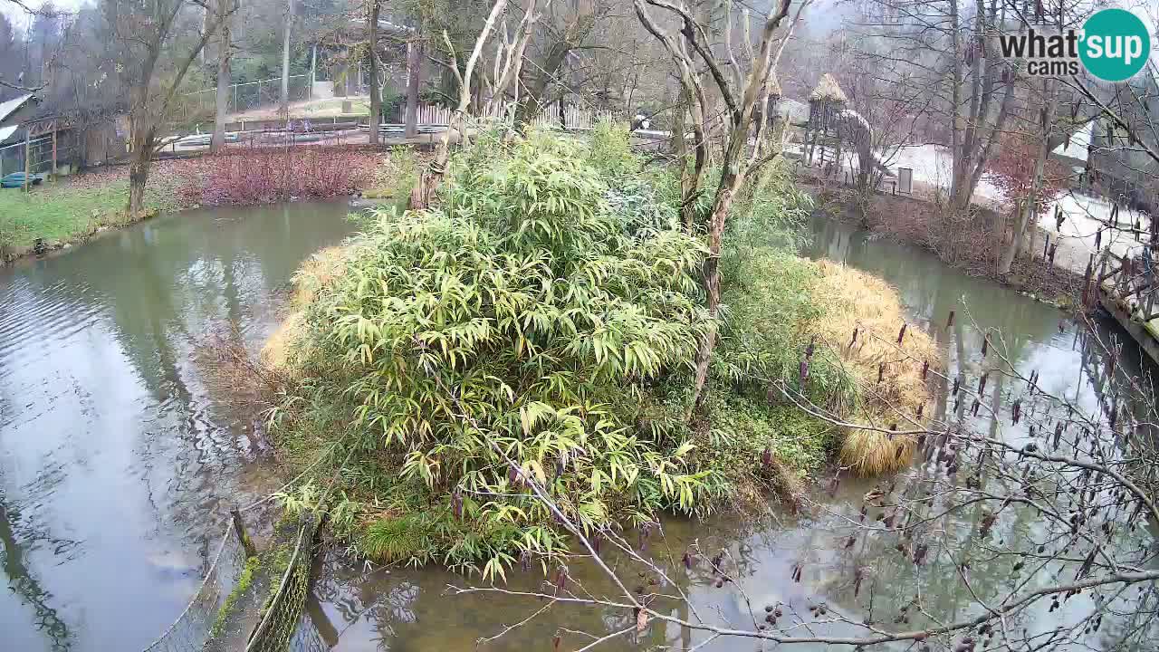 Yellow-cheeked gibbon Zoo Ljubljana livecam