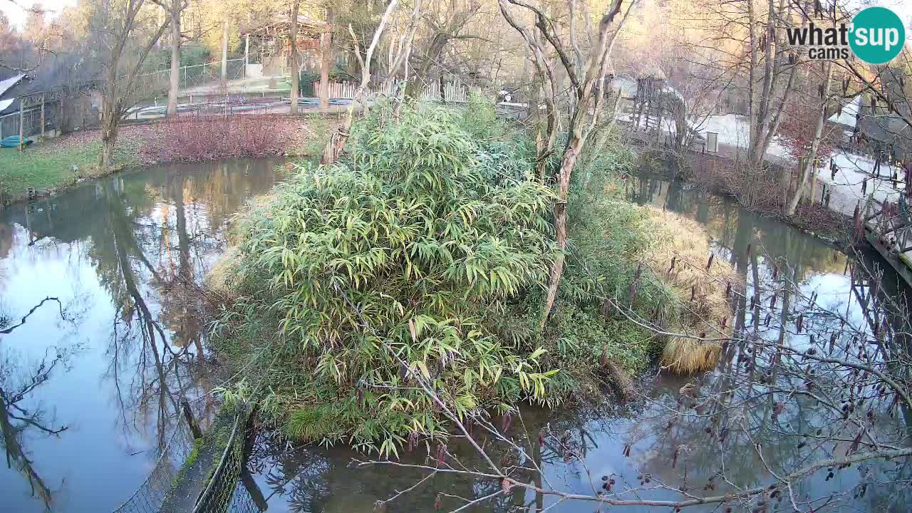 Yellow-cheeked gibbon Zoo Ljubljana livecam