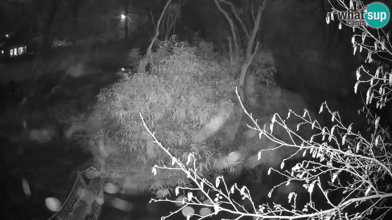 Gibbon à joues jaunes Zoo Ljubljana live cam