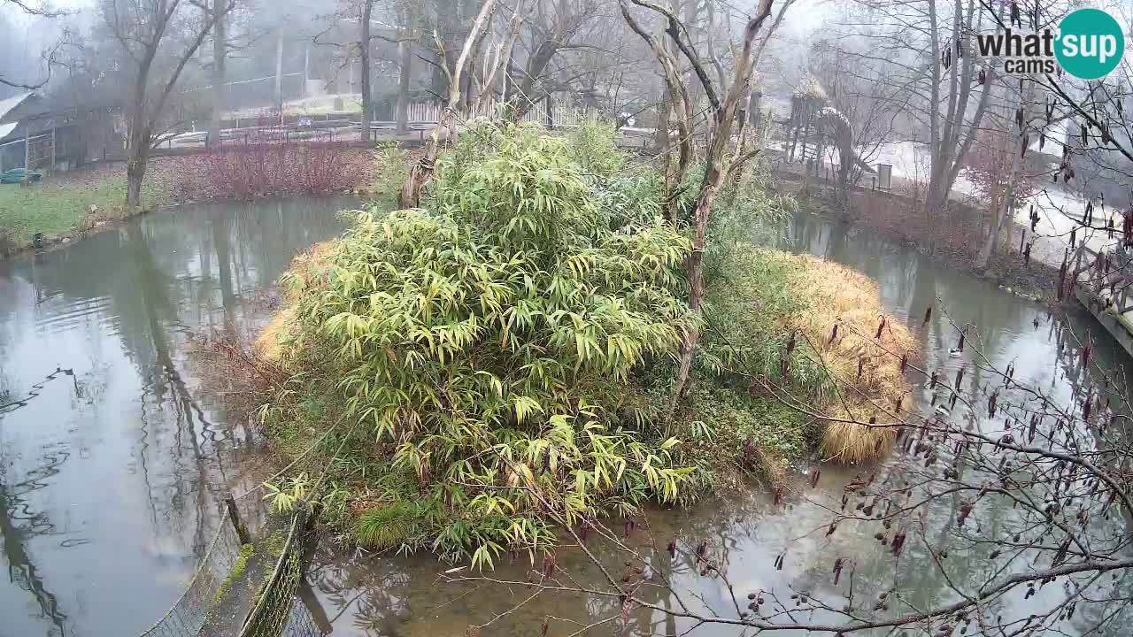 Zlatolični gibon živalski vrt Ljubljana