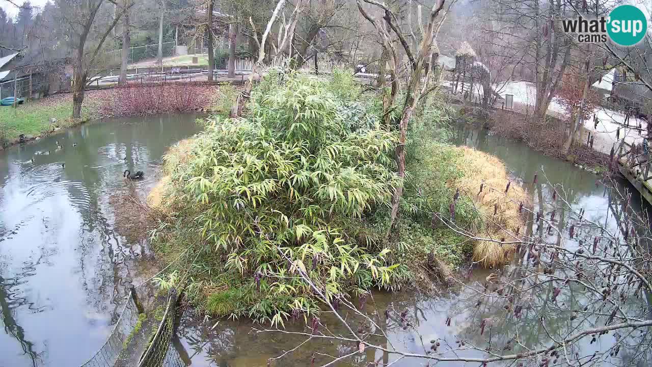 Yellow-cheeked gibbon Zoo Ljubljana livecam