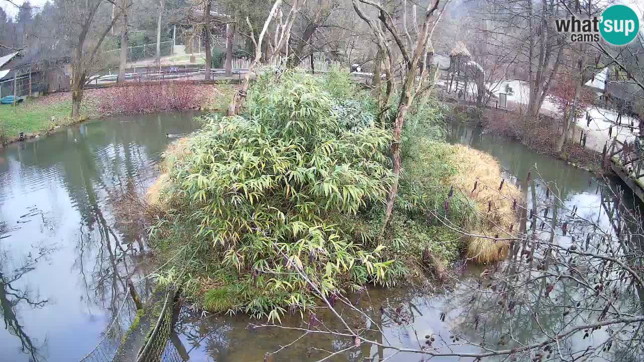 Südlicher Gelbwangen-Schopfgibbon Zoo Ljubljana webcam