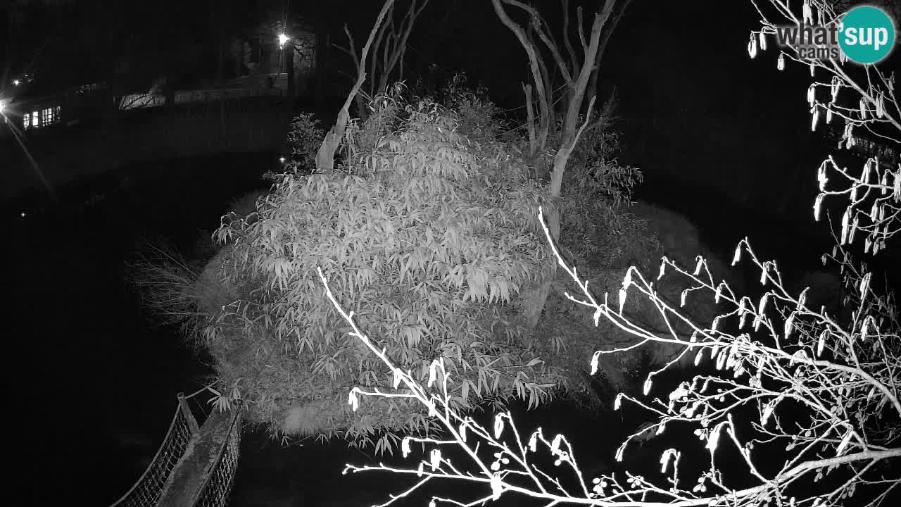 Südlicher Gelbwangen-Schopfgibbon Zoo Ljubljana webcam