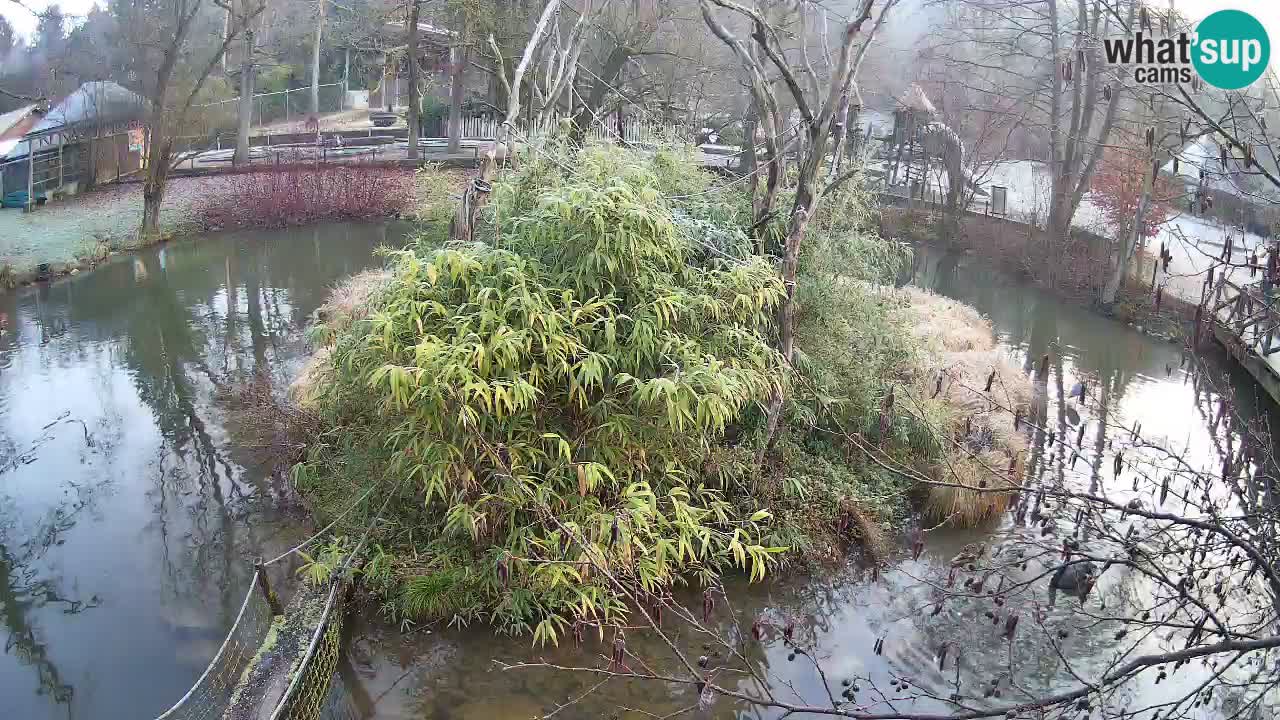 Südlicher Gelbwangen-Schopfgibbon Zoo Ljubljana webcam