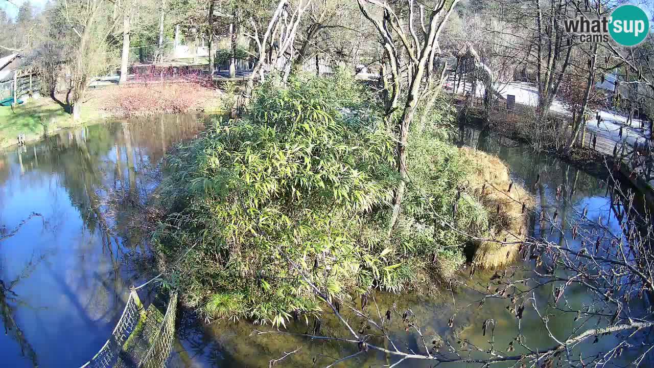 Zlatolični gibon živalski vrt Ljubljana