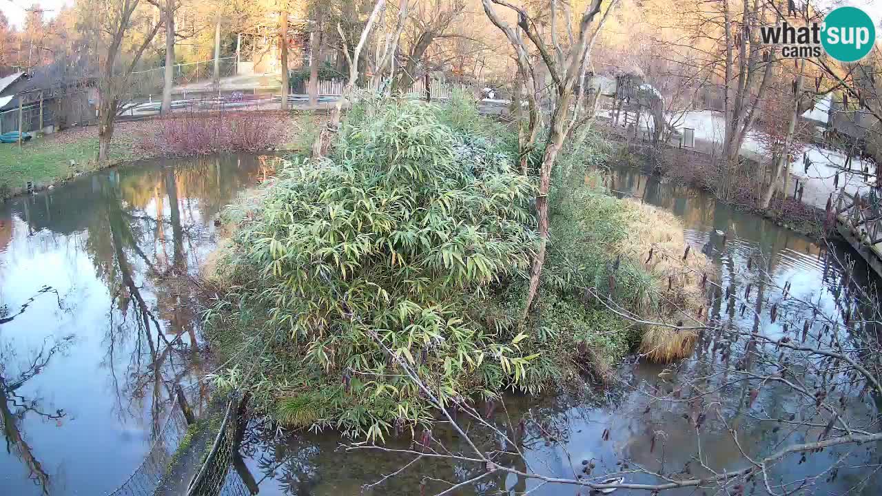 Gibón de mejillas beige Zoo Ljubljana