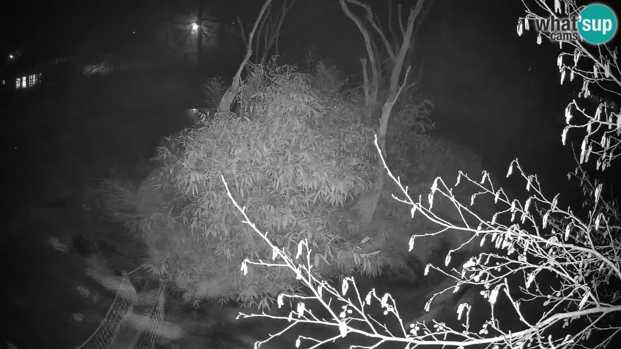 Gibon – Nomascus gabriellae – Zoo Ljubljana web kamera