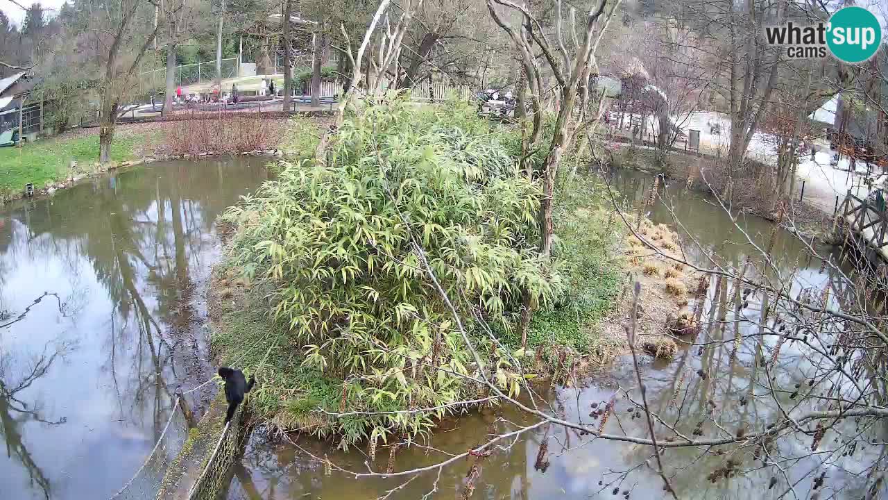 Südlicher Gelbwangen-Schopfgibbon Zoo Ljubljana webcam