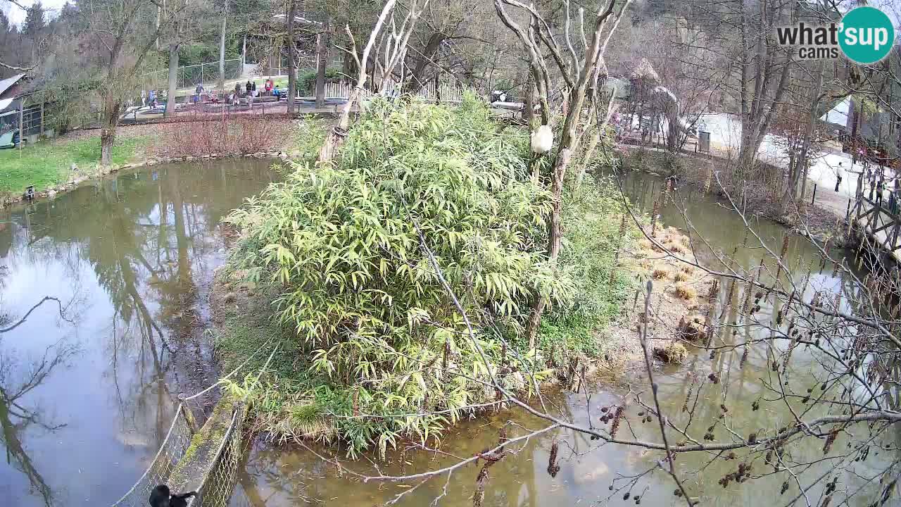 Südlicher Gelbwangen-Schopfgibbon Zoo Ljubljana webcam
