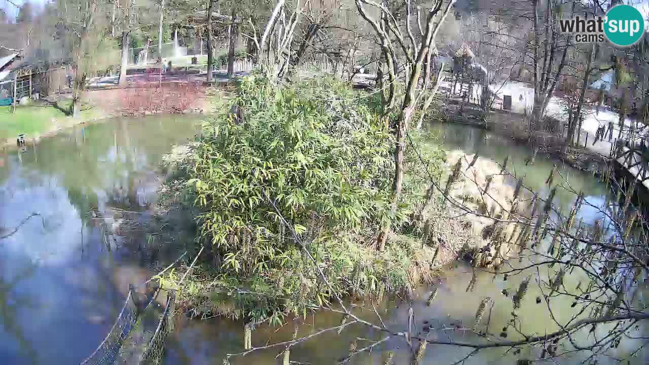 Südlicher Gelbwangen-Schopfgibbon Zoo Ljubljana webcam