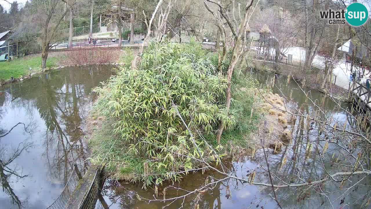 Gibon – Nomascus gabriellae – Zoo Ljubljana web kamera
