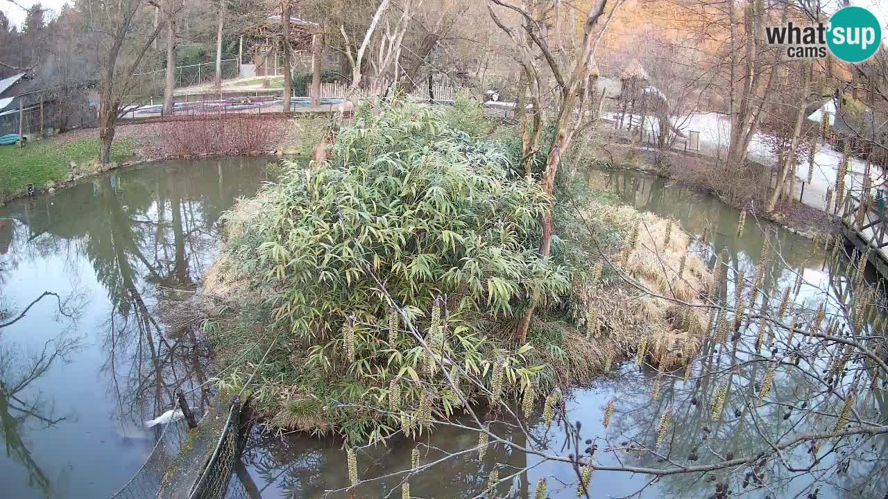 Gibón de mejillas beige Zoo Ljubljana