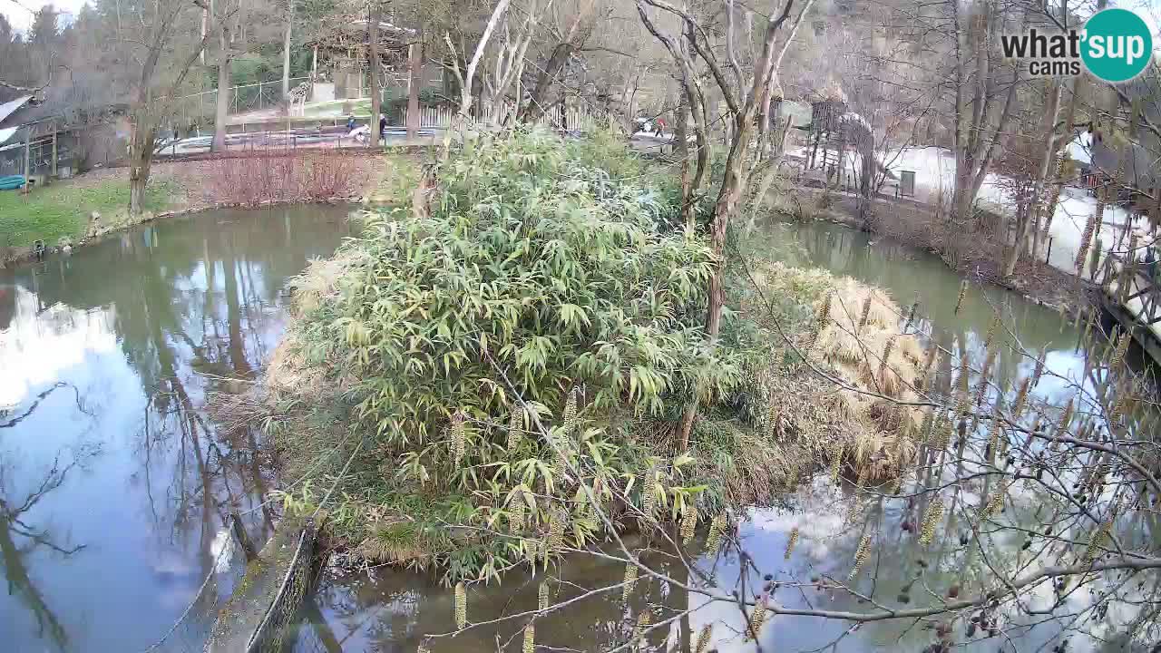 Zlatolični gibon živalski vrt Ljubljana