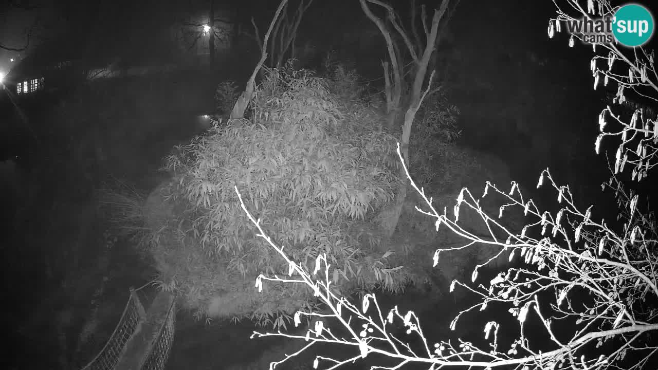 Gibbon à joues jaunes Zoo Ljubljana live cam