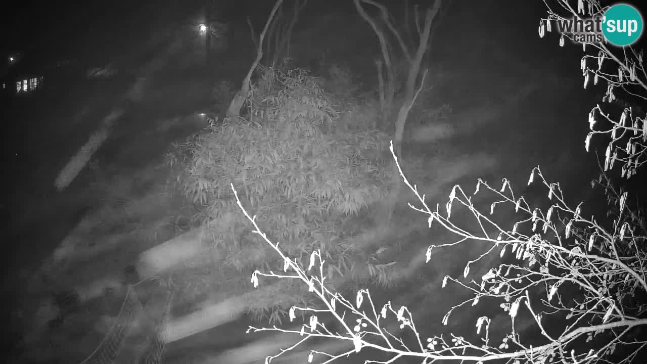 Gibon – Nomascus gabriellae – Zoo Ljubljana web kamera