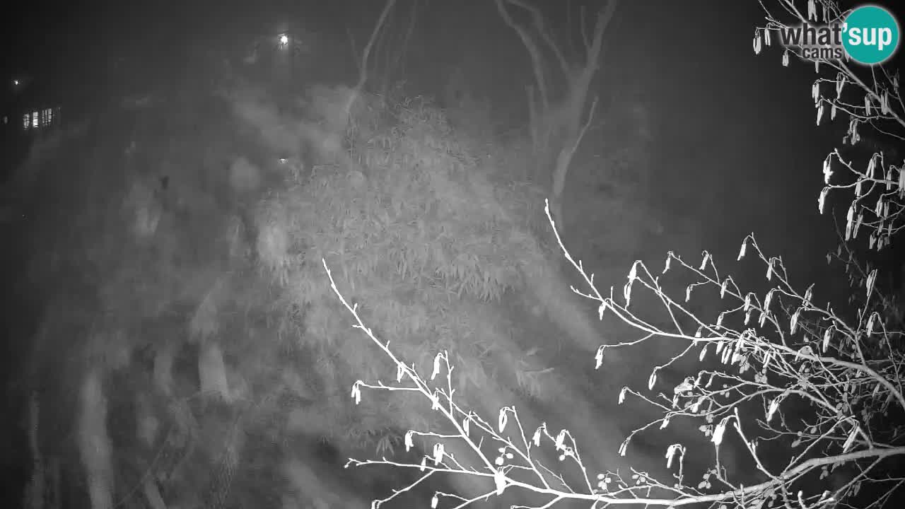 Gibón de mejillas beige Zoo Ljubljana