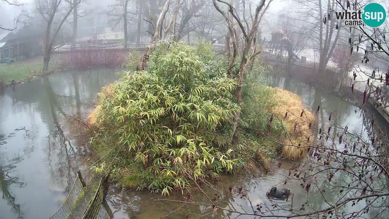 Zlatolični gibon živalski vrt Ljubljana