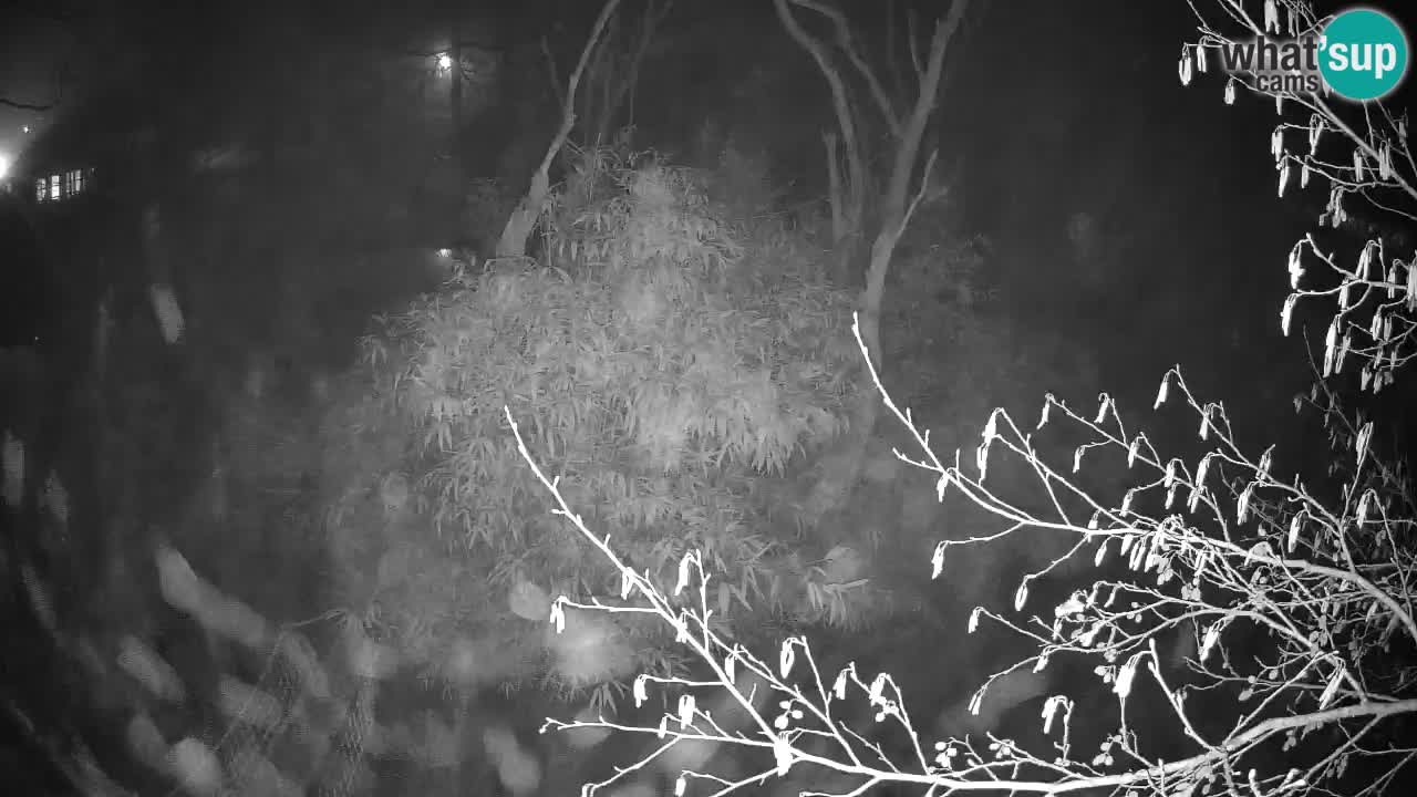 Gibbon à joues jaunes Zoo Ljubljana live cam