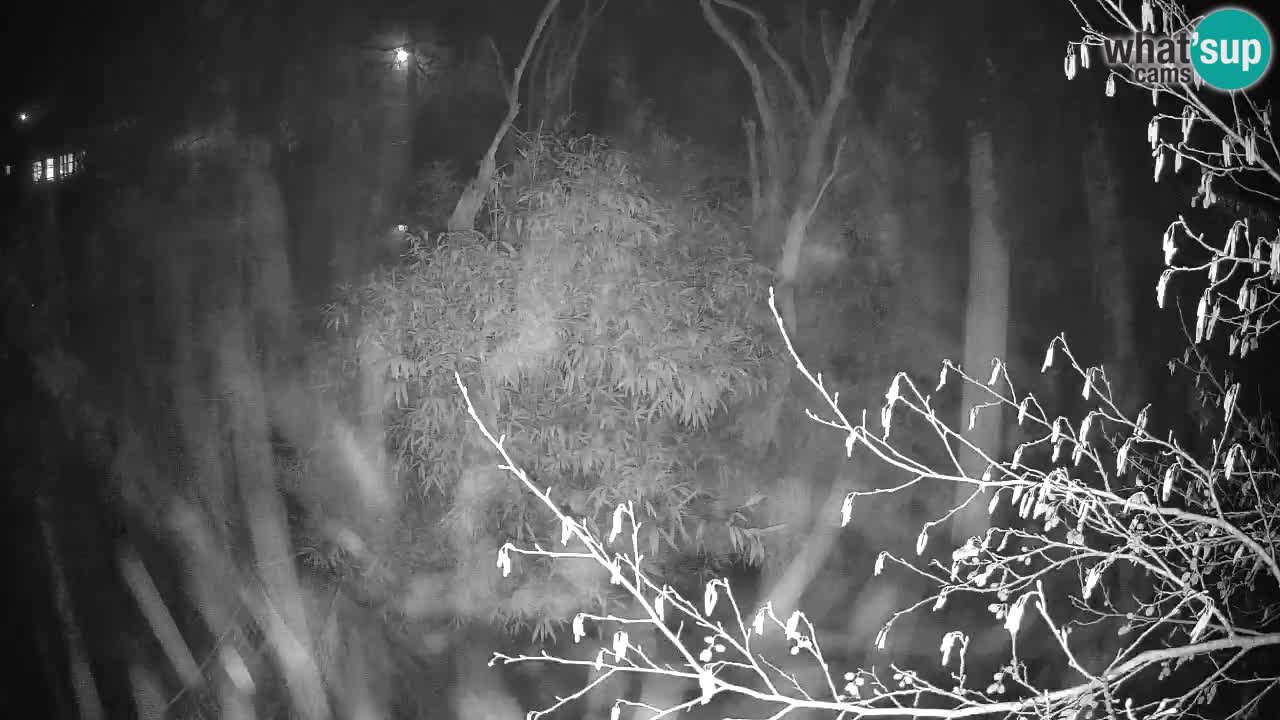 Gibbone dalle guance rosa nello ZOO di Ljubljana