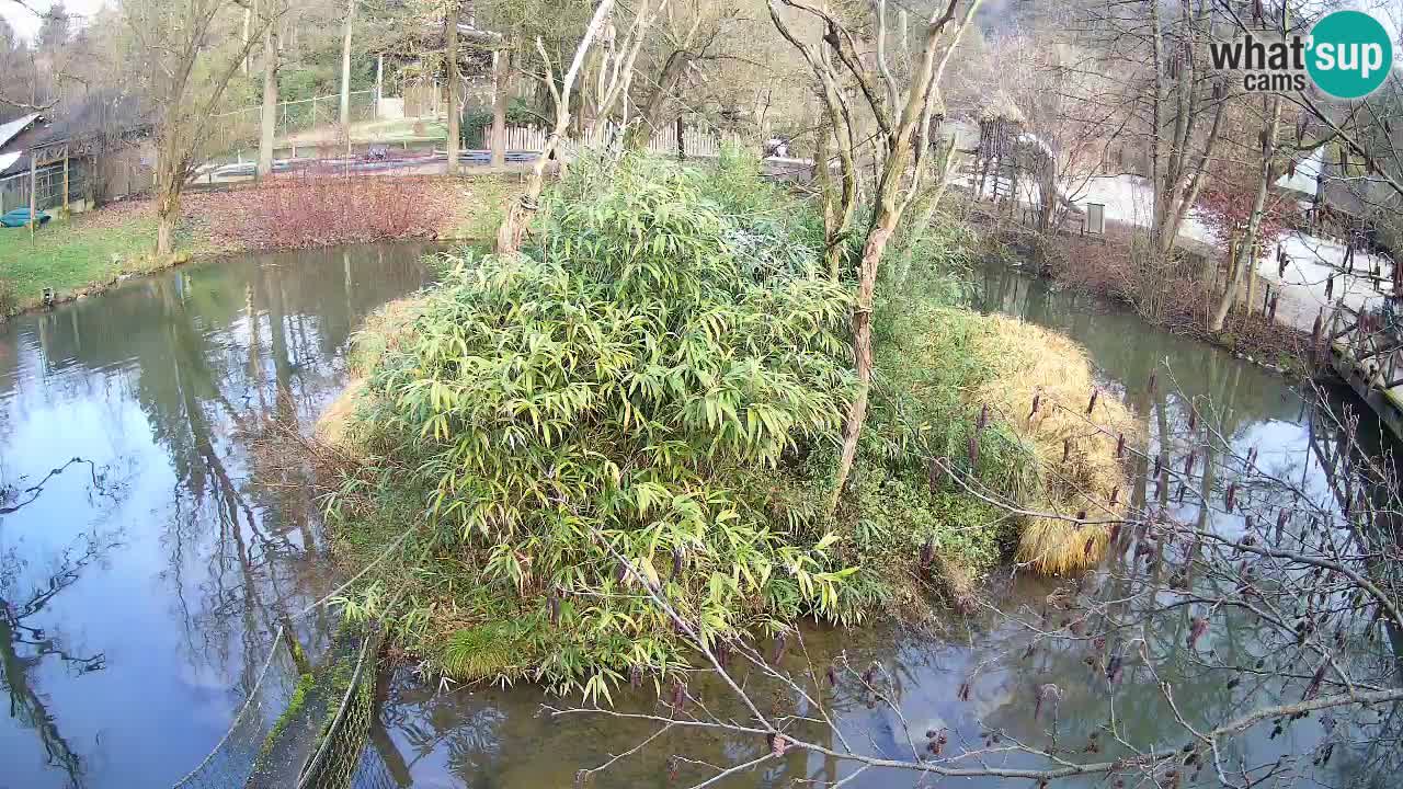 Yellow-cheeked gibbon Zoo Ljubljana livecam