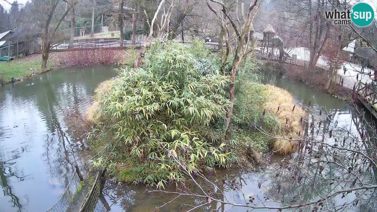 Yellow-cheeked gibbon Zoo Ljubljana livecam