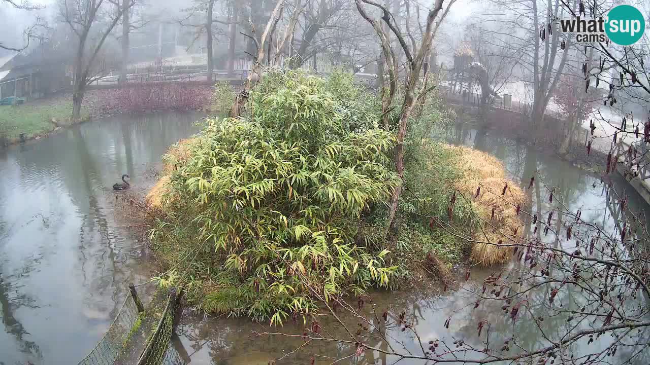 Südlicher Gelbwangen-Schopfgibbon Zoo Ljubljana webcam
