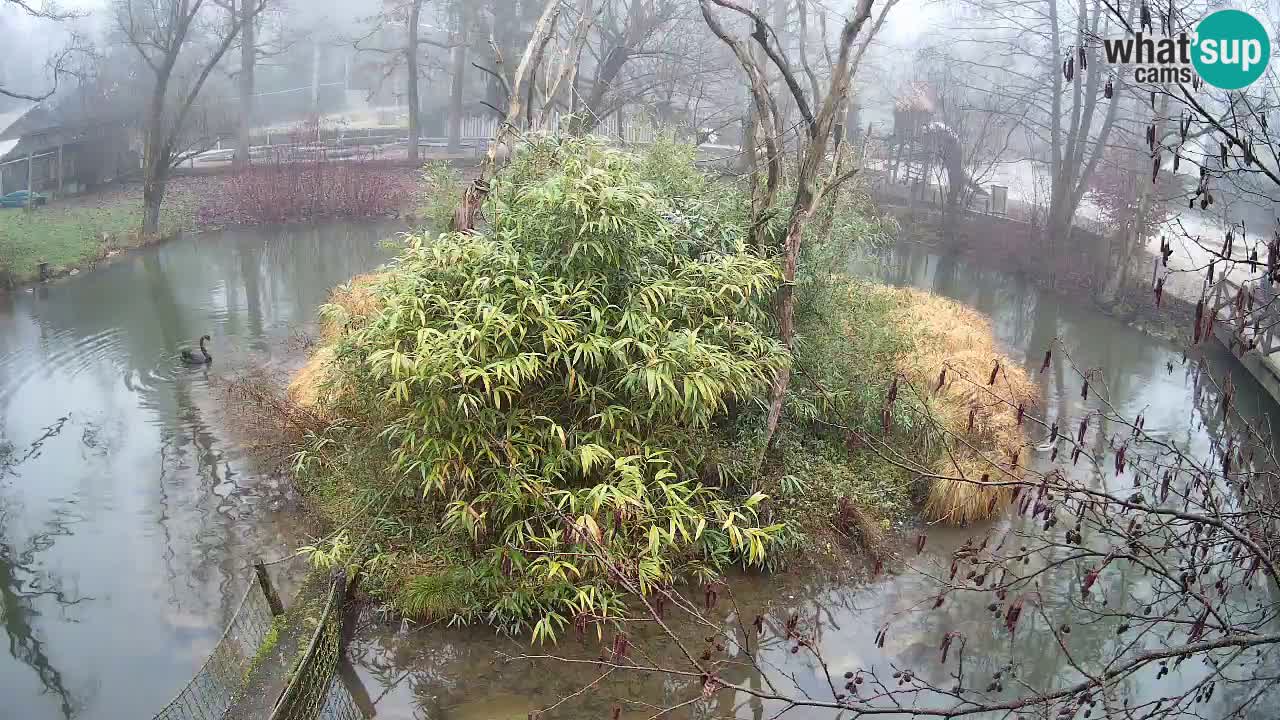 Südlicher Gelbwangen-Schopfgibbon Zoo Ljubljana webcam