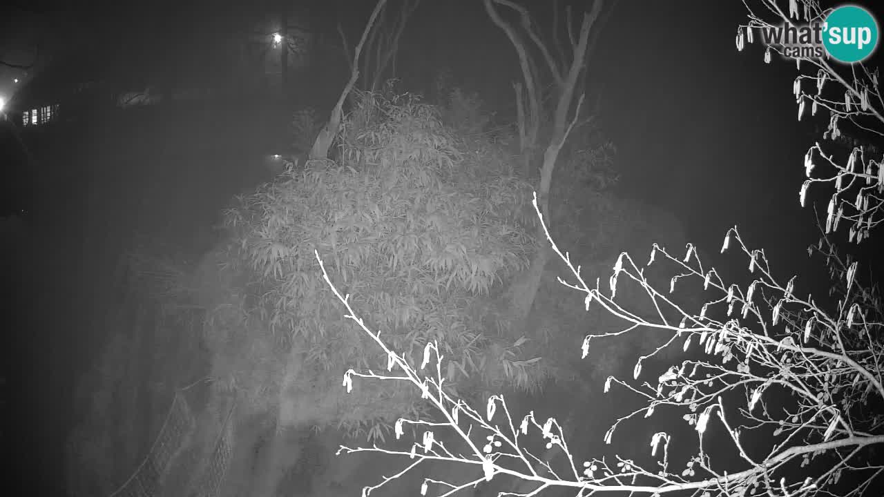 Zlatolični gibon živalski vrt Ljubljana