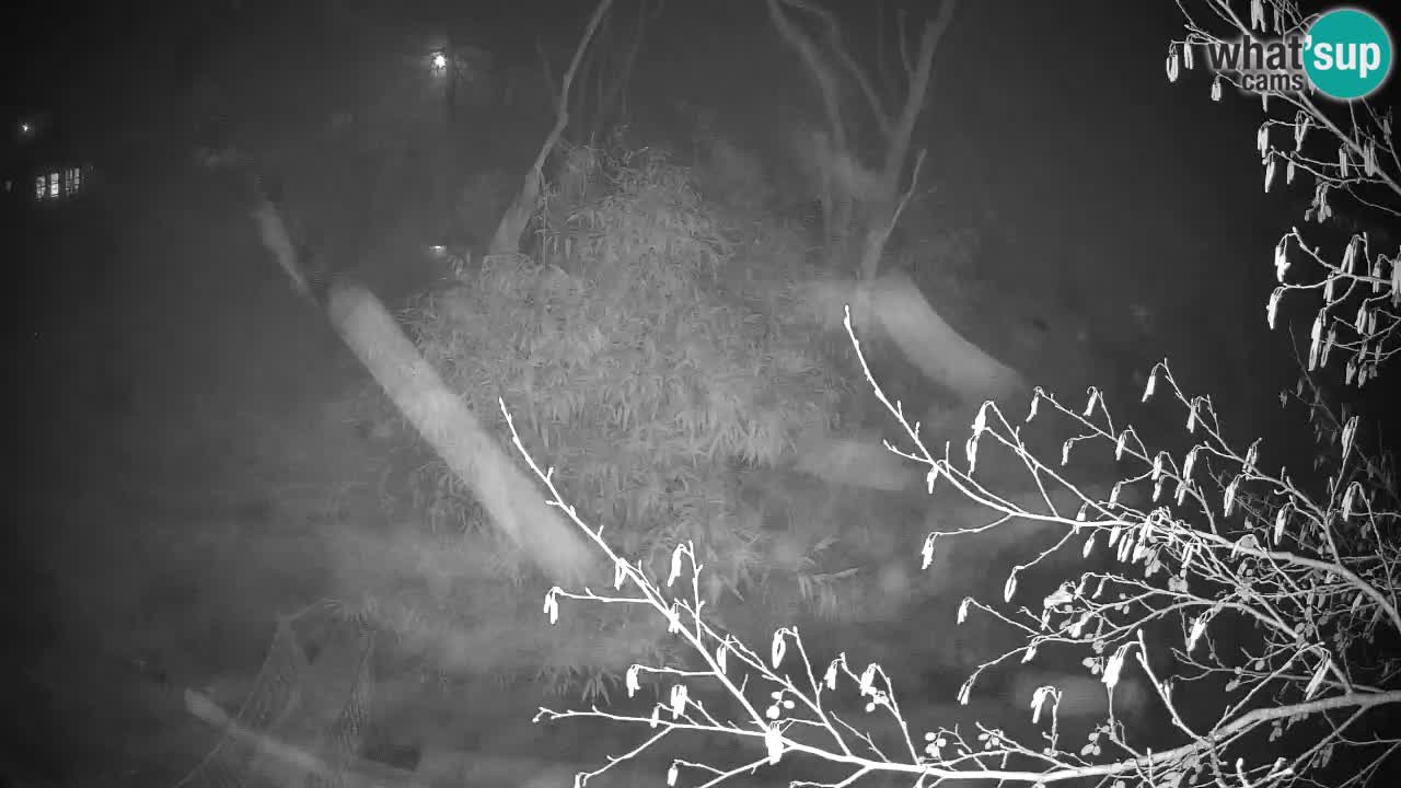 Gibbone dalle guance rosa nello ZOO di Ljubljana