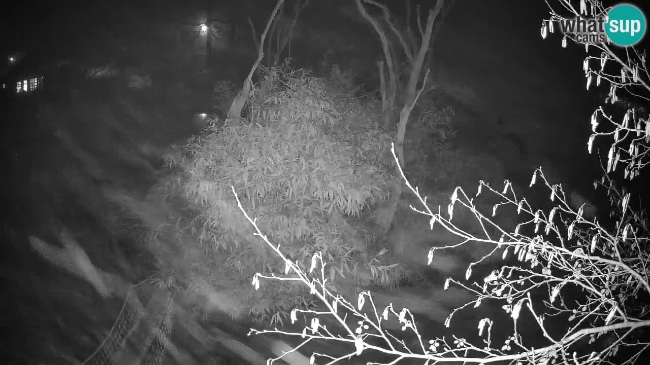 Gibón de mejillas beige Zoo Ljubljana