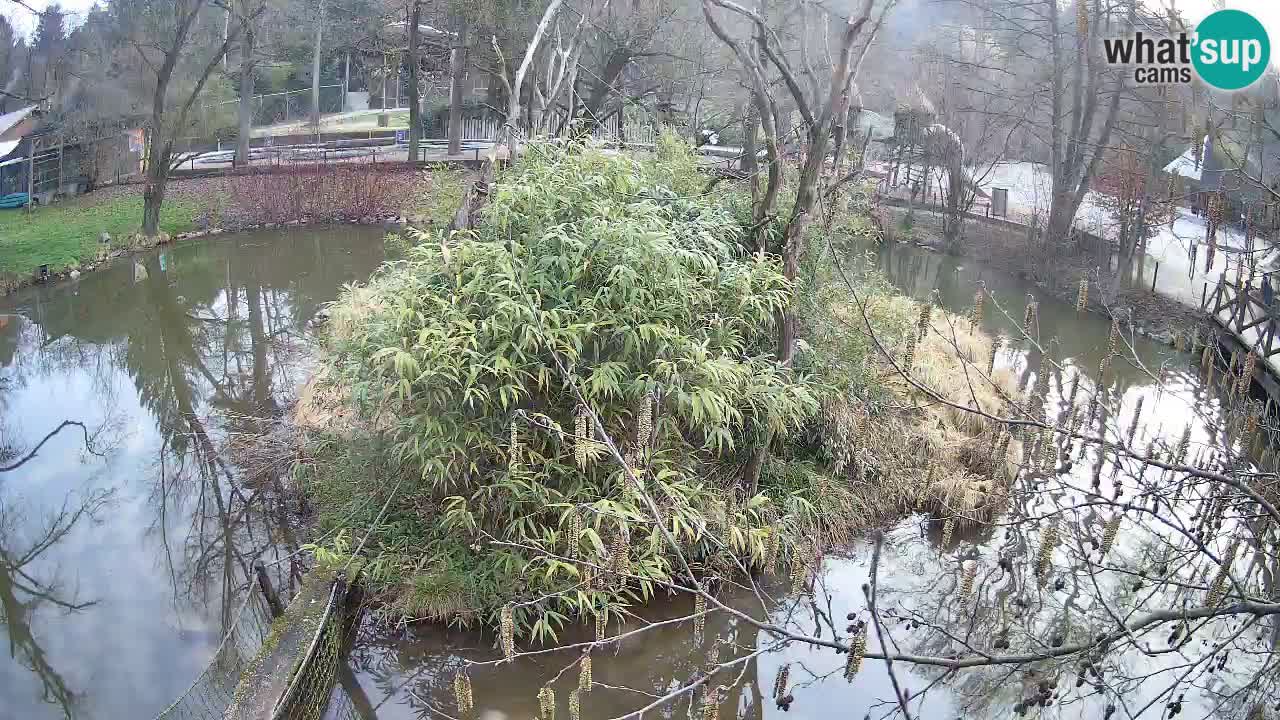 Gibon – Nomascus gabriellae – Zoo Ljubljana web kamera