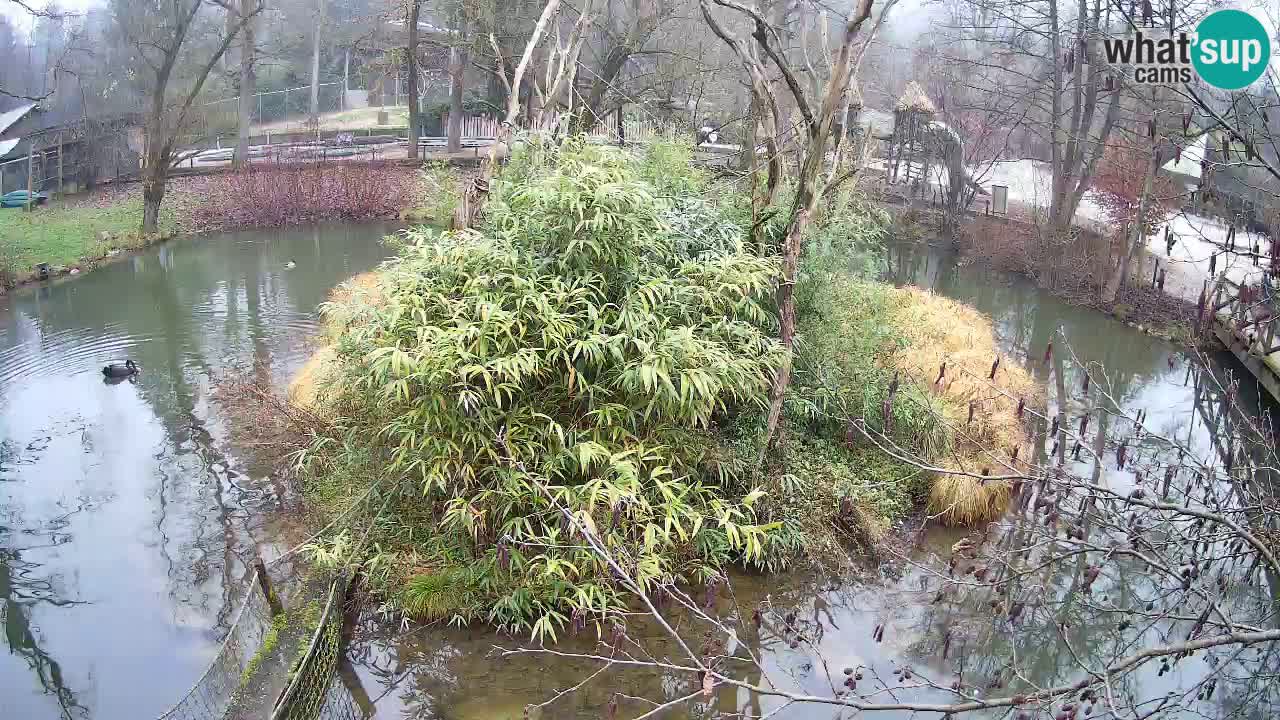 Gibbone dalle guance rosa nello ZOO di Ljubljana